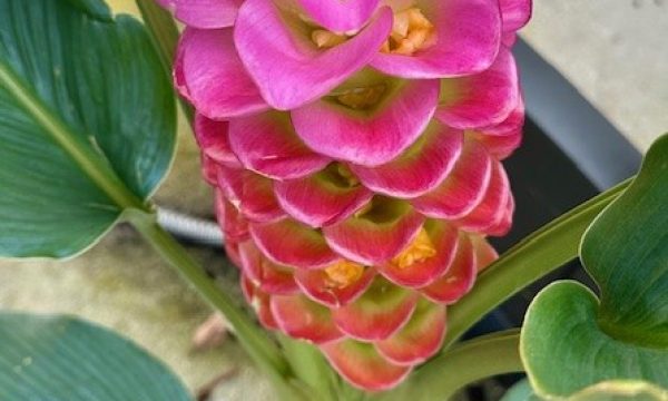 Pink in Bloom